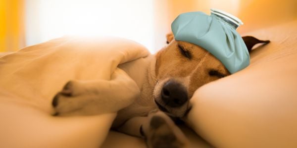 dog not feeling well with gastroenteritis-canva