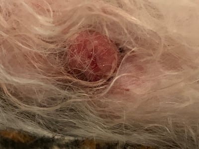 Histiocitoma en la piel de un perro