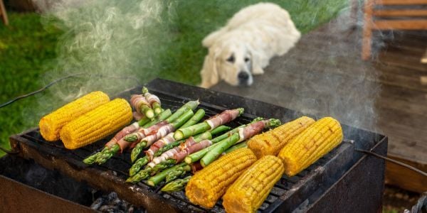 dog staring at a BBQ with corn cobs