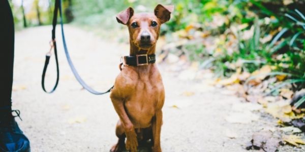 dog who missed their early socialization window