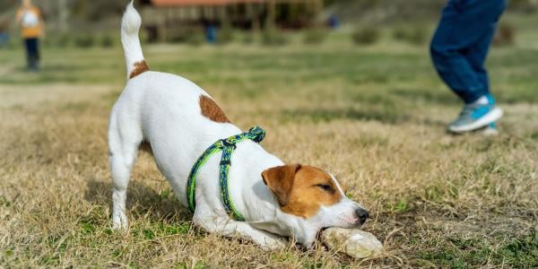 dog trying to pick up large rock