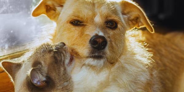 dog cat introduction