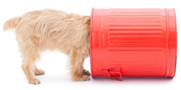 dog with head in garbage can