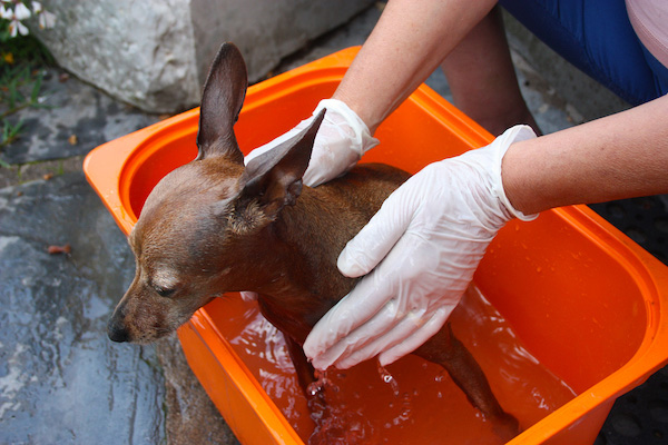 Bañando a un perro con guantes