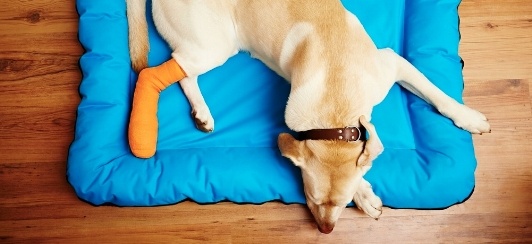 Perro con venda en una pata después de ser atropellado por un vehículo