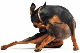 Perro con picor rascándose