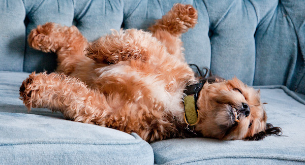 dog with itchy skin on couch