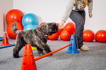 dog agility trainer