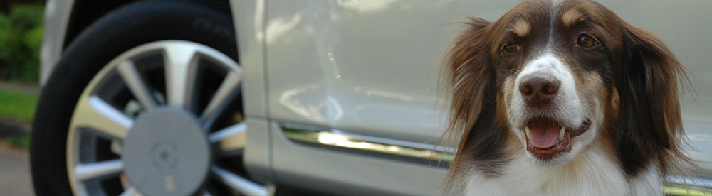 Dog-travel-anxiety-carsickness-landing