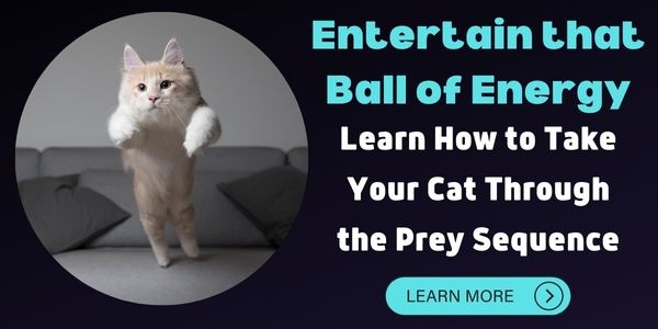 Use the prey sequence to get rid of your cat's excess energy