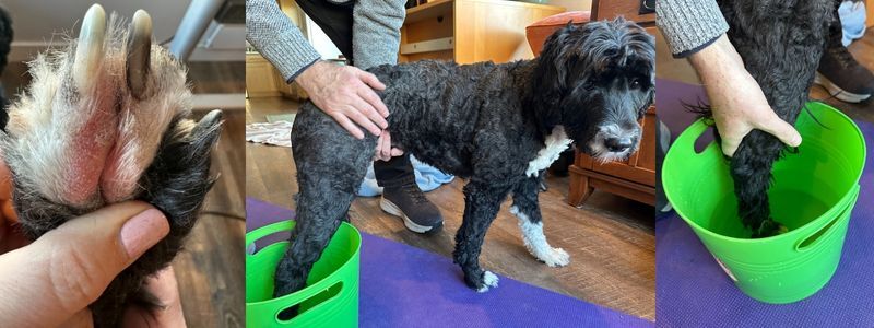 epsom salt dog paw soak