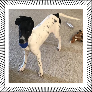 Eva the Great Dane Dr Sprinkles dog