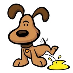 dog pee get a urine sample