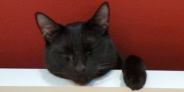 becoming a cat foster