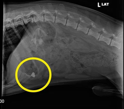 Dog swallowed rock seen on X-ray