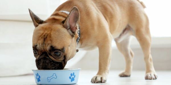 french bulldog eating