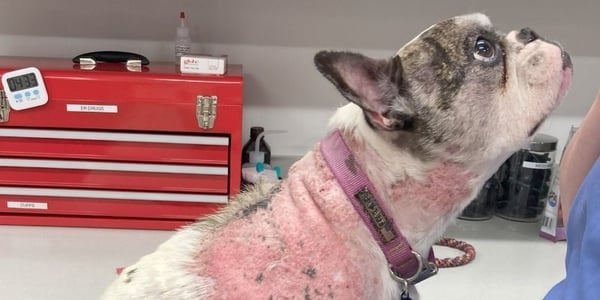frenchie dog with calcinosis cutis-PV