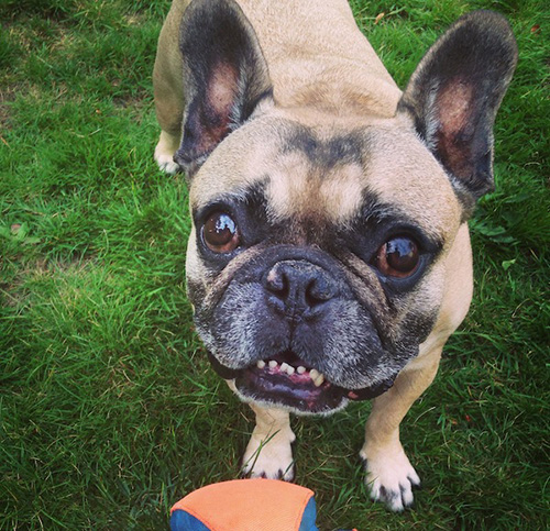 Bulldog francés con alergias cutáneas