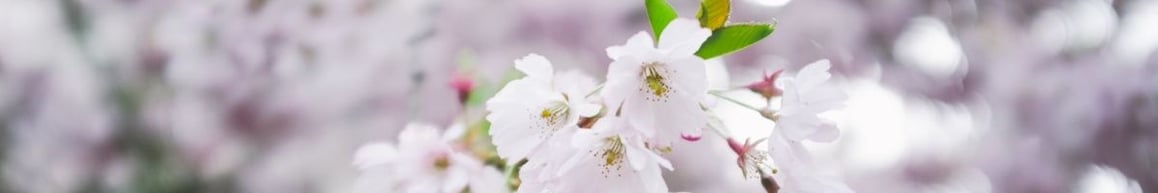 fresh scents essential oils