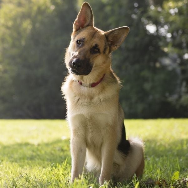 german shepherd dog sitting in the grass