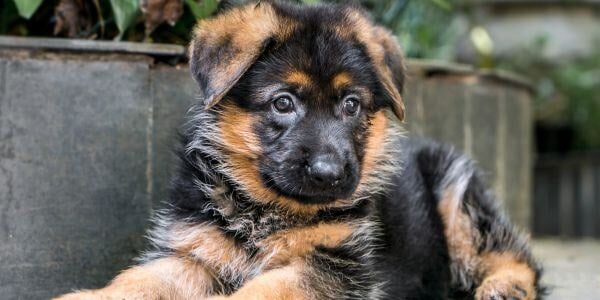 german shepherd puppy