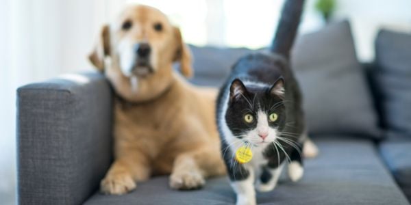 golden retriever and tuxedo cat on a couch