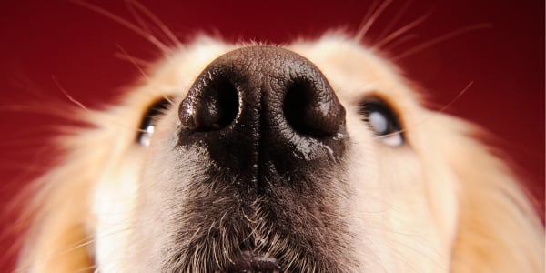 golden retriever nose up close