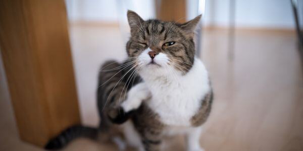 gray and white cat scratching his neck