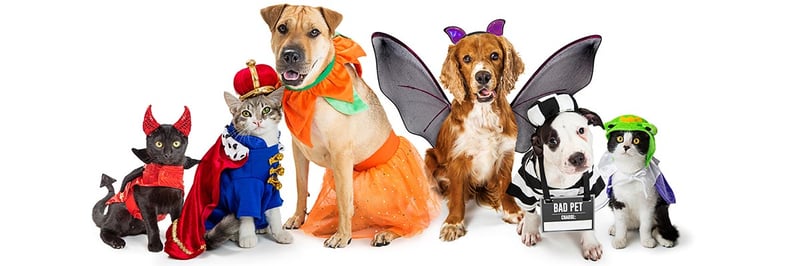 have a pet safe Halloween