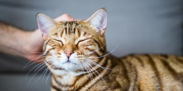happy tabby cat being pet by owner