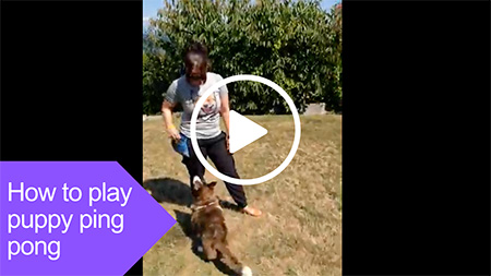 how to play puppy ping pong