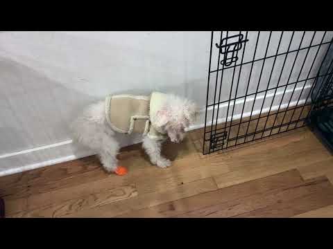 Symptoms of Doggie Dementia - Canine Cognitive Dysfunction