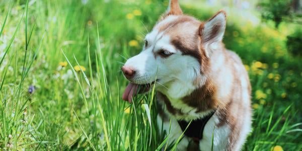 husky eating grass
