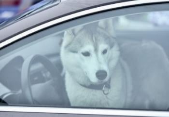 husky in drivers seat of car with closed windows