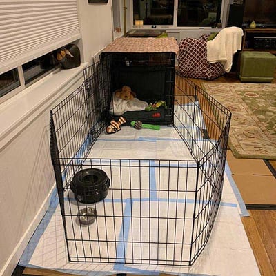 puppy playpen setup
