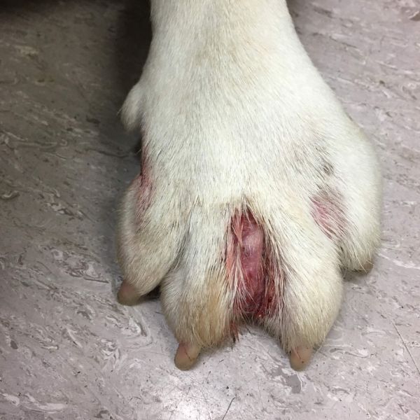 interdigital cyst showing the swollen nodule, redness and a pinpoint draining tract in the center-PV