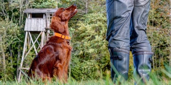 irish setter sitting during training session