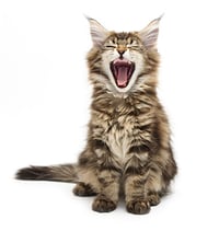 kitten teeth dental care