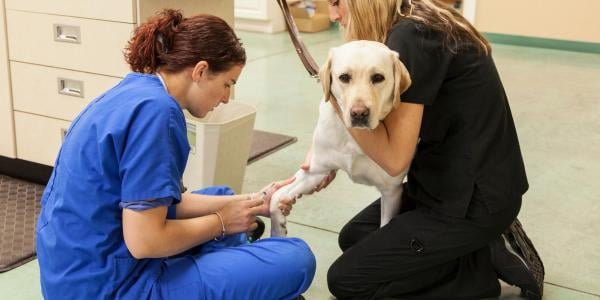 Labrador Retriever getting blood draw