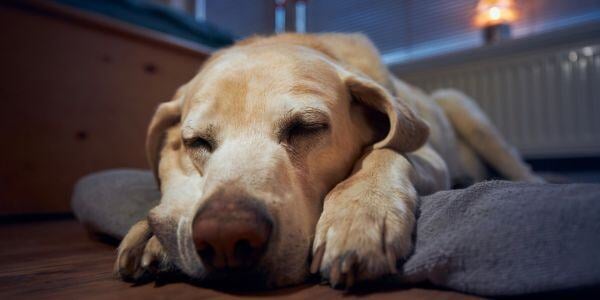 labrador retriever not feeling well