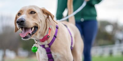 large lab mix dog on leashed walk wearing harness 600 canva