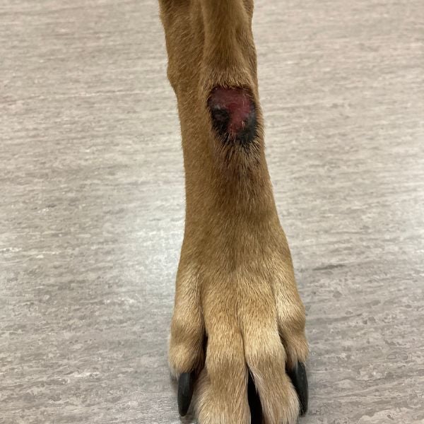 lick granuloma on the back leg of a dog