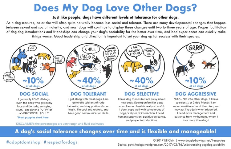 dog-dog sociability chart by Lili Chin