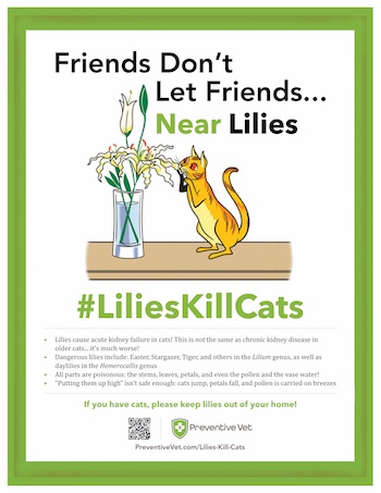 Lilies Kill Cats