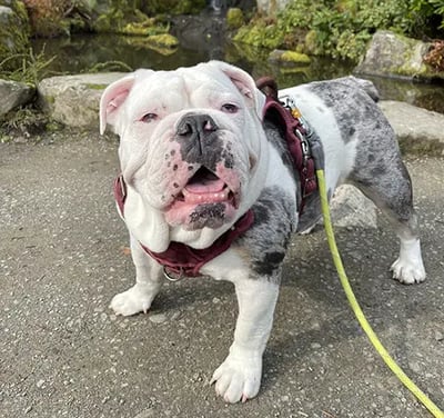 Maevis the English bulldog at Kubota Gardens