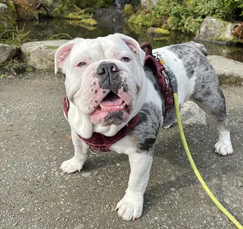 Bull dog in a harness on a walk