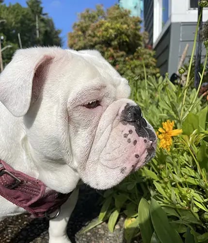 Maevis the bulldog enjoying the coreopsis