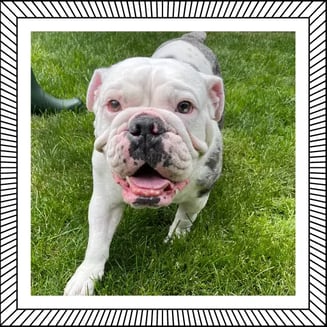 Maevis the English Bulldog