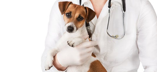 making-vet-visits-fun-and-easy