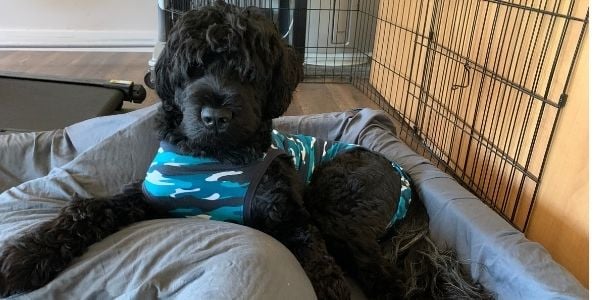 male dog wearing a surgical suit after a neuter